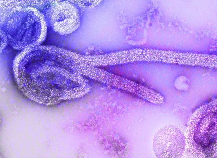 ebola1