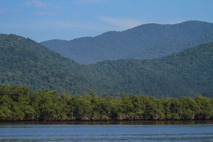 atlantic-forest-g4830cafaa_1280
